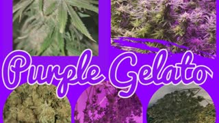 Cannabis grow 2020 Pruple Gelato