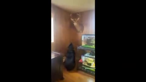 Dog Day Pooch Gets Head Stuck in Wall