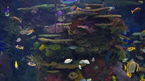 Beautiful Coral Reef Fish Aquarium 4K VIDEO (ULTRA HD)