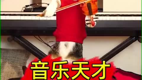 The musical genius of the cats.