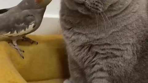 Cat and playing