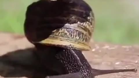 Have you ever seen a snail with other animals living on it?