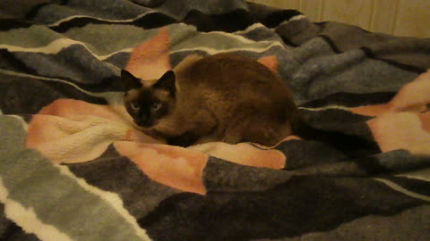 Cat playing on the bedspread