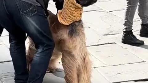 Fashionable Afghan dog wears a stylish scarf in the strong winds | cute dogs Wearing Scarf
