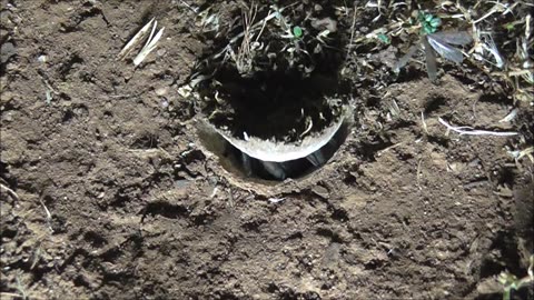 Trapdoor Spider and 90% Centipede