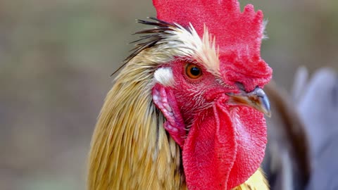 cock with red crown
