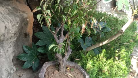 This bonsai is very strange