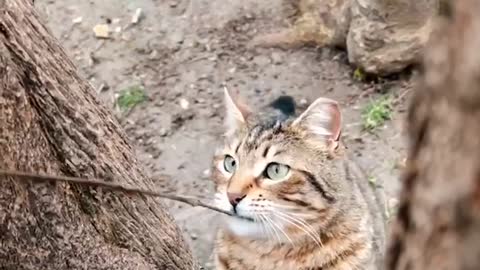 Chubby and cute cat