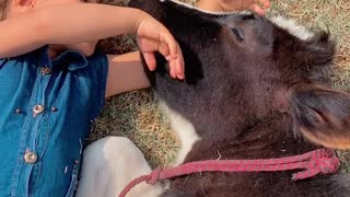 Girl Sings to Spoiled Cow