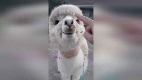 Cute Llama loves getting booped on the nose