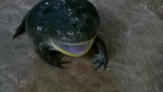 Grumpy Frog Makes Strange Sound