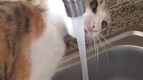 Cat drinks water so cute🐈😻