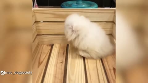 White Pomeranian Puppy Ball Overloaded