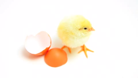 Chick exited from his egg cautiously