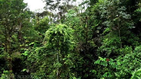 Amazon 4k - The World’s Largest Tropical Rainforest