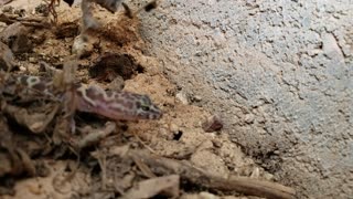 Lizards in Water Boxes