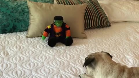 Pug Is Totally Entertained By A Singing Toy