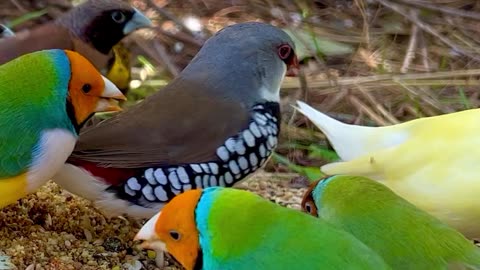 gouldian finches and other aviary birds and bird sounds