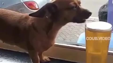 🤣Funny Dog Videos 2020🤣 🐶 It's time to LAUGH with Dog's life