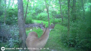 Backyard Trail Cams - Rocky on Deer Patrol