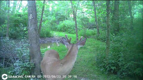 Backyard Trail Cams - Rocky on Deer Patrol