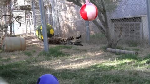 Leonardo the African Leopard-Jaguar Hybrid.mp4