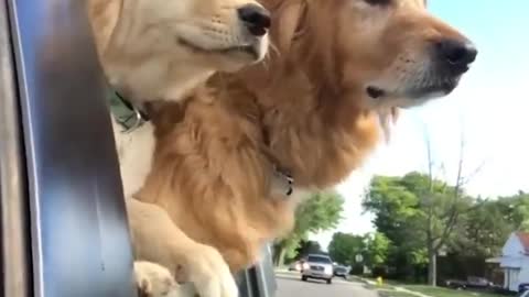 Funniest & Cutest Golden Retriever Puppies, funny compilation