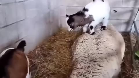 Funny Animal Video Part -3