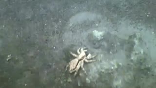 Jumping spider caught on cam next to flower and plants [Nature & Animals]