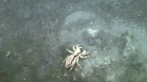 Jumping spider caught on cam next to flower and plants [Nature & Animals]