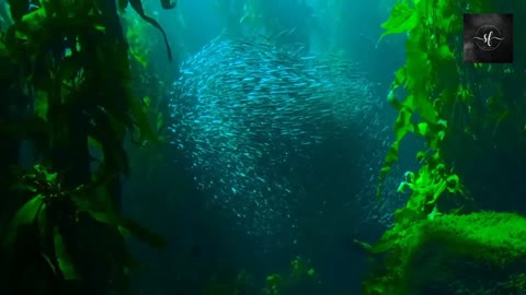 Fish storm in the ocean current is beautiful and mesmerizing