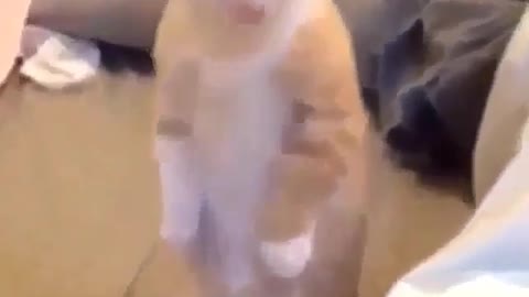 Cat funny video😂