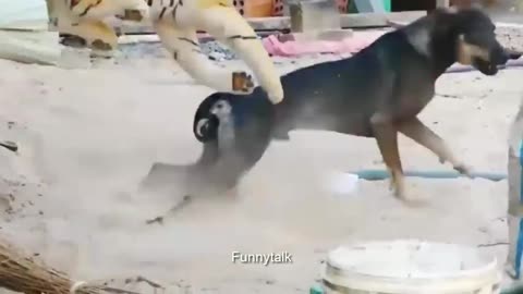 Dog Funny With Lion