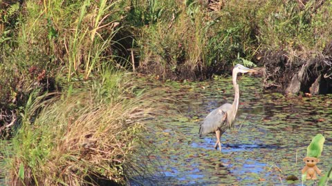 A Lonely Egret