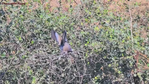 Beautiful Laughing Dove Video