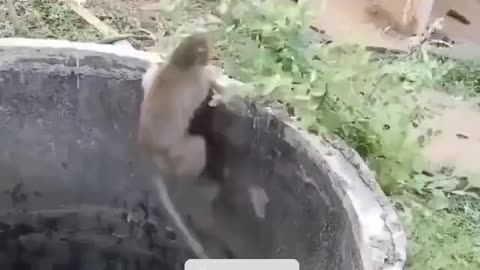 Kitten rescued by a little Monkey.