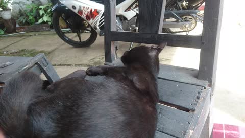 Black cat sleep on chair dream angel