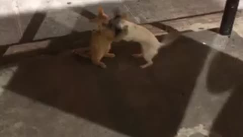 Mars the cat plays with Lili the Chiweenie