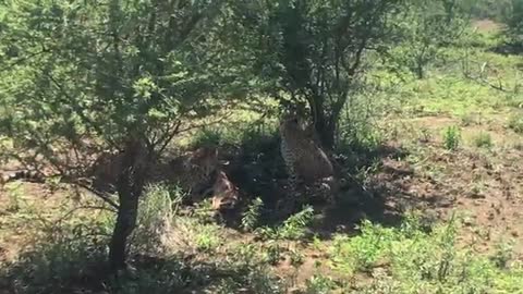 Baby Impala Tries to Hide From Cheetahs