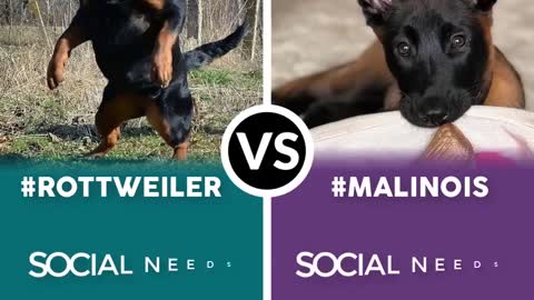 Belgian Malinois VS Rottweiler