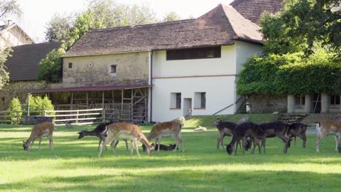 A herd of fallow deer grazes in a meadow in a countryside - a rural establishment in the background