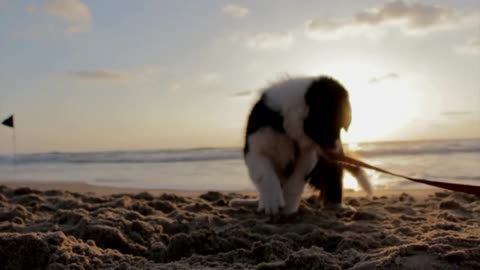 DOG PLAYING ON THE BEACH
