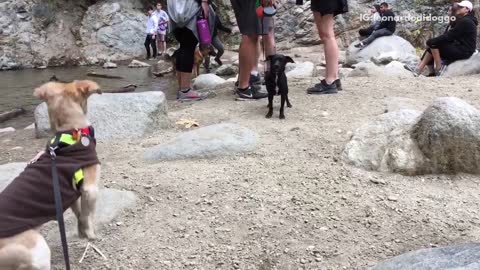 Brown and black dog smelling one another near river