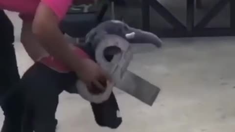 Child Elephant Prank on Owner