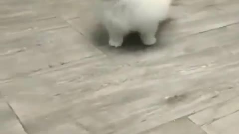 Pomeranian Dog Play With Toy