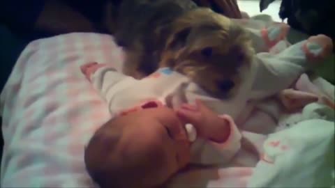 Cute puppies and babies playing together compilation 2020 , funny dogs playing and protecting kids