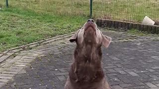Labrador fetching fail