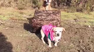 Brown dog jumping over log and another dog in slomo