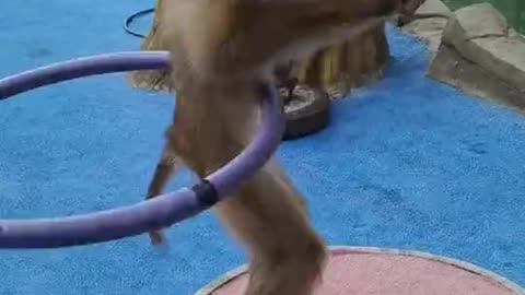 Monkey dance with ring