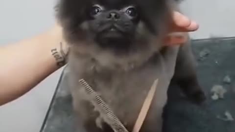 Canine moving to music while getting a hair style